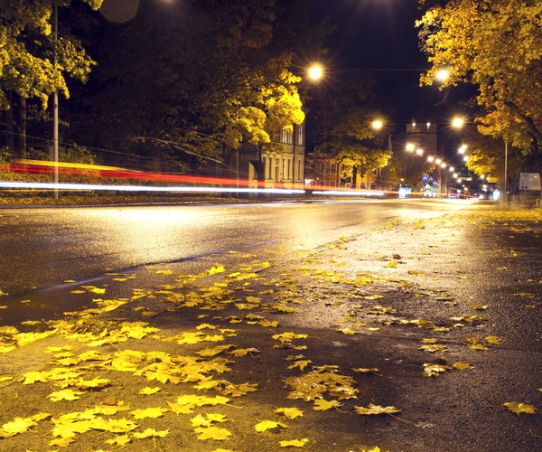 en gata med gula höstlöv i kvällsljus