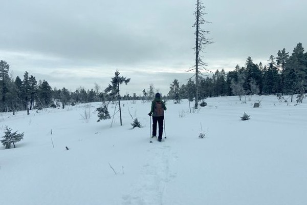 en person, sedd bakifrån går på snöskor över ett kalhygge